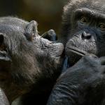 Шимпанзетата използват насекоми, за да облекчават раните на своите събратя