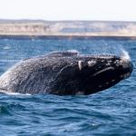 Завръщането на южните гладки китове в Патагония