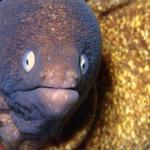 Мъж се опитва да излекува запек със змиорка в ануса си и едва не умира