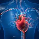 Кардиолози изследват нова хипотеза за въздействието на COVID-19 върху сърцето