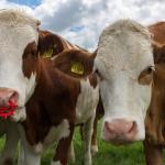 Бактерия, срещана в стомаха на кравите, може да разгражда пластмаса