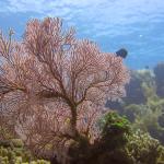 Застрашен вид розов корал се е размножил за първи път в аквариум във Великобритания 