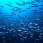 Замяната на червеното месо с дребна риба може да спасява 750 000 живота годишно до 2050 г.