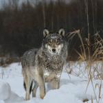 Вълците-мутанти от Чернобил са развили противоракови способности