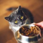 Котките имат “супербързо” обоняние, което ги прави изключително ефективни в откриването на храна