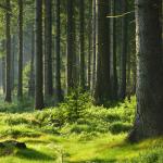 Часът на Земята чества Международния ден на гората