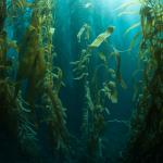 ООН прие първия договор за защита на екосистемите в открито море 