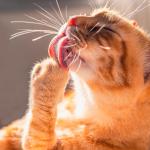 Котката ви вероятно има „добри“ бактерии, които се борят с резистентните стафилококови инфекции