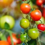 Увеличиха значително нивата на витамин D в доматите чрез „генетична ножица“
