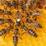 Първите пчели са се появили преди повече от 120 млн. години на древен суперконтинент