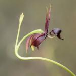 10-те най-странни растения, които ще видите