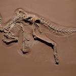 Ранните динозаври не са дишали нито като птиците, нито като нас