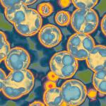 Потенциалните опасности, които крият подсладителите