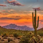 Кактусите от вида сагуаро в Аризона се преобръщат заради рекордните температури