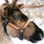 Популацията на северните елени в Арктика може да намалее с 80% до 2100 г.