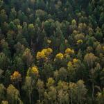 Британски спътник ще създаде 3D карта на горите на Земята