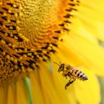 По-топлите есени могат да застрашат пчелите 