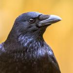 Враните всъщност могат да броят на глас