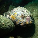 Най-грозната риба в света