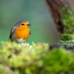 Мобилно приложение разпознава птиците по звуците, които издават