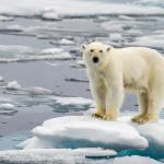 Загубата на арктическите летни ледове в следващите 30 години е „неизбежна“