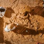 Oткриха останки от слон на 12 хиляди години