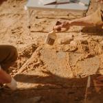 Учени са открили останки от непознат досега вид дребна човекоподобна маймуна, живяла преди 11 млн. години 