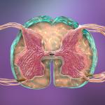 Електрическата стимулация помага на парализираните хора да проходят отново. И вече знаем защо