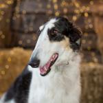 Това са 5-те най-глупави породи кучета