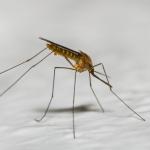 Наблюдения от космоса помагат на учените да получат крачка преднина пред малкия, но смъртоносен комар