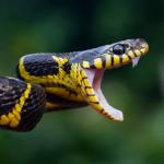 Змиите могат да ви чуят как крещите от ужас