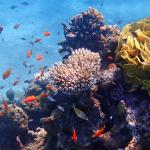 Епидемия застрашава кораловите рифове в Близкия изток и Източното Средиземноморие 