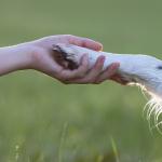 Човекът е повлиял съществено върху размера на животните през последното хилядолетие