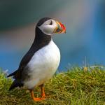 Смъртоносната доза пластмаса за морските животни е много по-ниска, отколкото смятахме