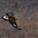 Популациите на редица застрашени животински видове в България са изложени на риск