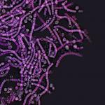 Дрождите могат да доведат до разработка на нови пробиотици 