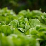 Листните зеленчуци, отглеждани в космоса, могат да представляват сериозен (и смъртоносен) проблем