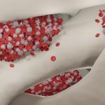 Австралийски учени създадоха първата молекулярна карта на костния мозък