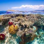 Зоопарк в Нидерландия изгражда коралов Ноев ковчег, за да опази застрашените рифове