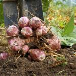 Земната ябълка: стара култура за новите климатични времена