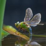 Нова хипотеза предполага, че крилете на насекомите са произлезли от хрилете
