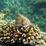 Сладководен вид охлюв, изчезнал преди повече от век, е забелязан отново в Южен Китай 