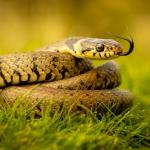 Черепите на змиите показват как се адаптират към плячката си