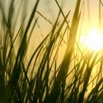 У нас тази година най-дългите дни са два