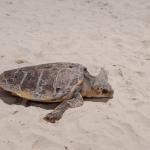 Учени разгадаха как костенурките разчитат магнитната си карта