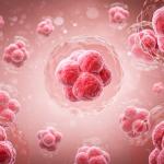 Откриха ключов протеин за натрупването на мазнини в клетките