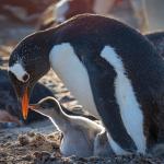 Пингвините родители спят само по няколко секунди, за да пазят бебетата си