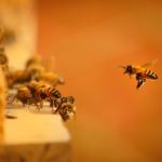 Откриха нов вид пчела с „дяволски“ рога в Западна Австралия