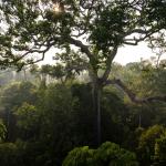 Средният размер на дърветата в Амазония нараства с повишаването на нивата на CO₂