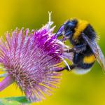Първи по рода си доказателства показват, че пчелите могат да научат морзовата азбука